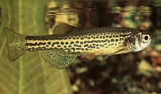 Brachydanio frankei mâle ou danio truite.